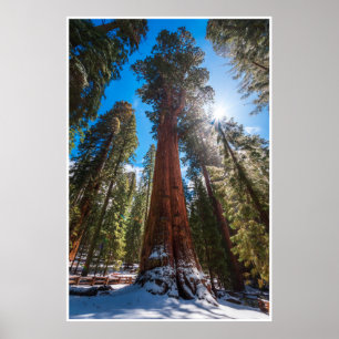 Winter Light Giant Sequoia General Sherman Print