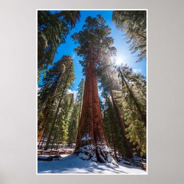 Winter Light on the Giant General Sherman Poster (Front)