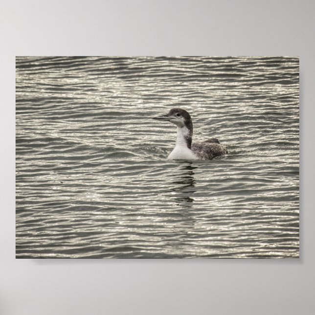 Winter Loon Conesus Lake Birds Gray Archival Poster (Front)