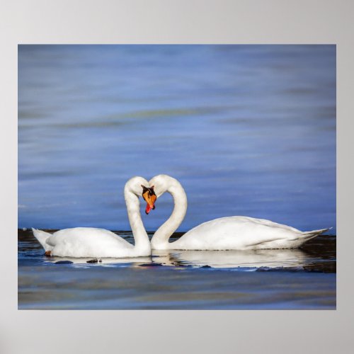 Winter Love Swan Couple Poster