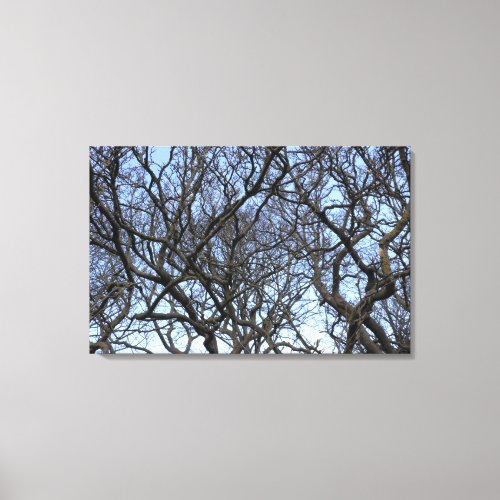 Winter Magnolia Branches in Early Spring Canvas Print