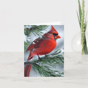 Winter Male Cardinal Bird Christmas Party Wedding Invitation