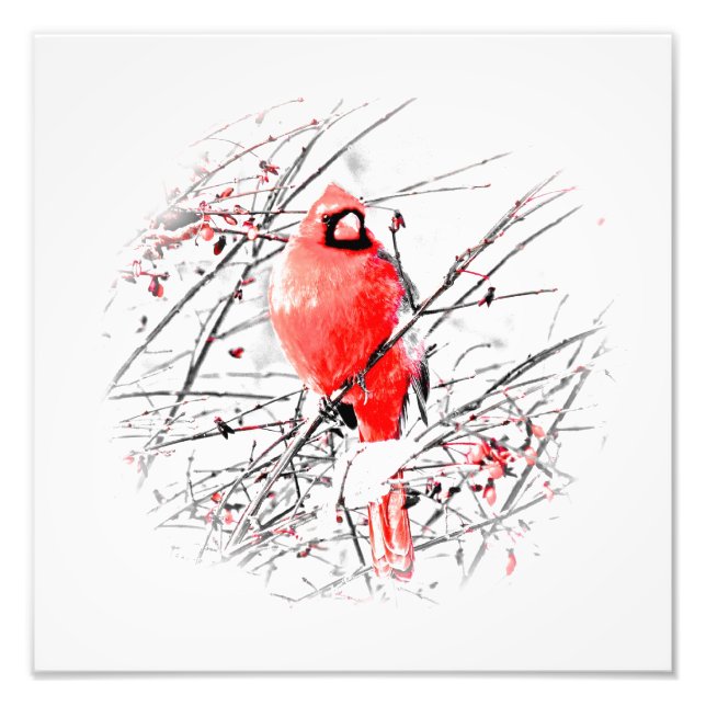 WINTER MALE CARDINAL PHOTO PRINT (Front)