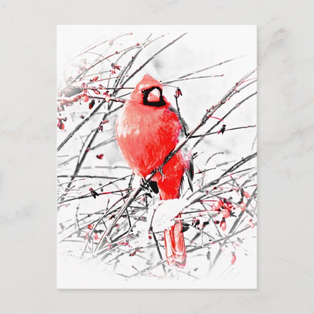 WINTER MALE CARDINAL POSTCARD (Front)