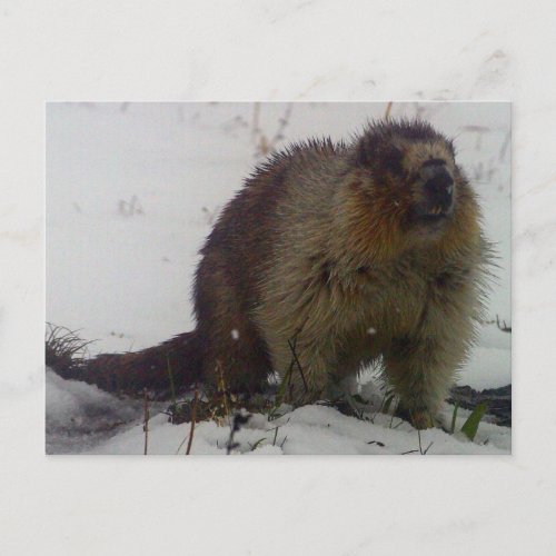 Winter Marmot Postcard