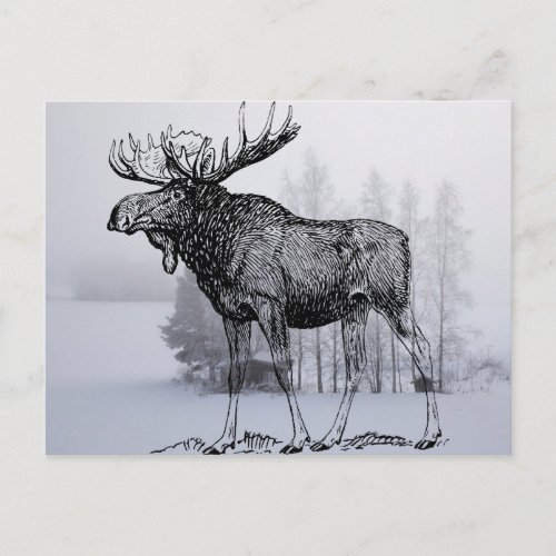 Winter Moose Postcard