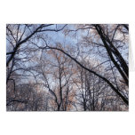 Winter Morning II Nature Landscape Cards