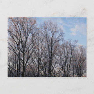 Winter Morning III Nature Landscape Postcard