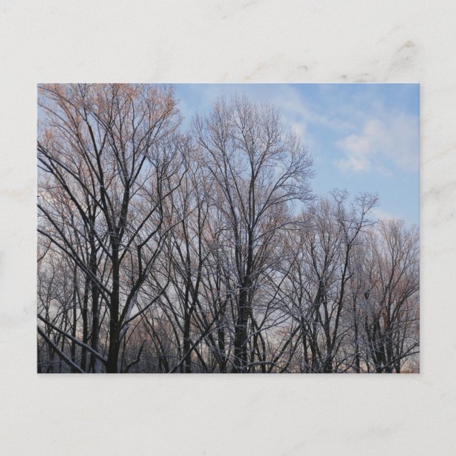 Winter Morning III Nature Landscape Postcard (Front)