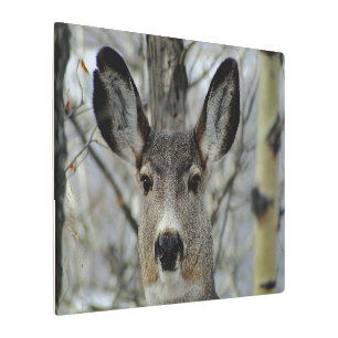 Winter Mule Deer Close-up Metal Print