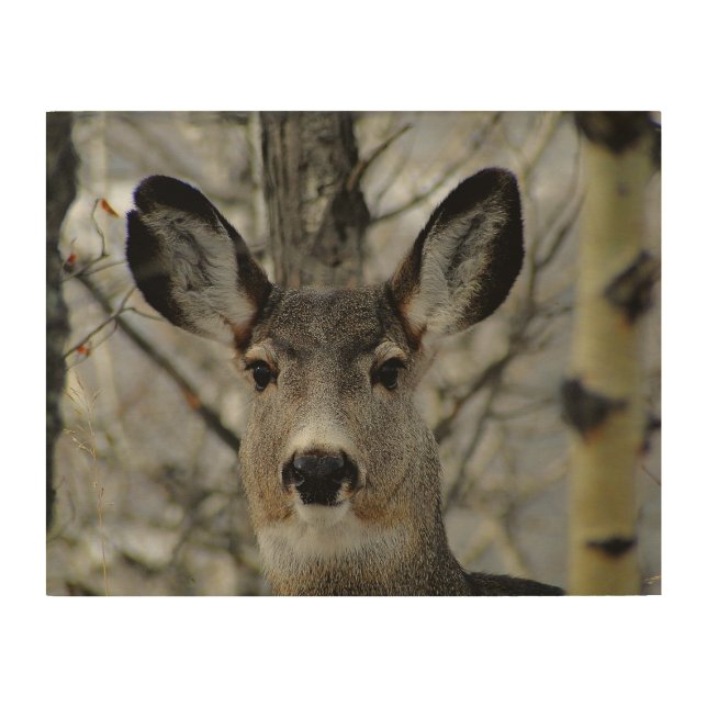 Winter Mule Deer Close-up Wood Wall Art (Front)