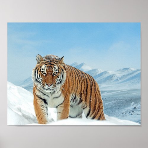 Winter Nature Photo Snow Tiger Mountains Poster