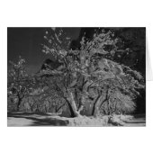 Winter Night Time (Front Horizontal)