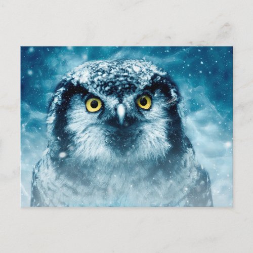 winter owl postcard