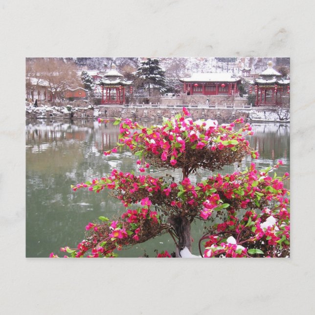 Winter Palace Flowers Postcard (Front)