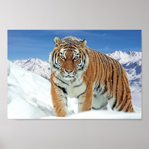 Winter Photo Snow Tiger Mountains Nature Print