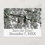 Winter Pine Save the Date Postcard