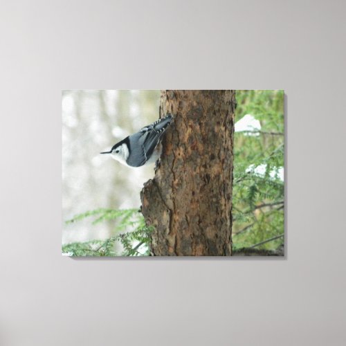 Winter Pines_ White Breasted Nuthatch Canvas Print