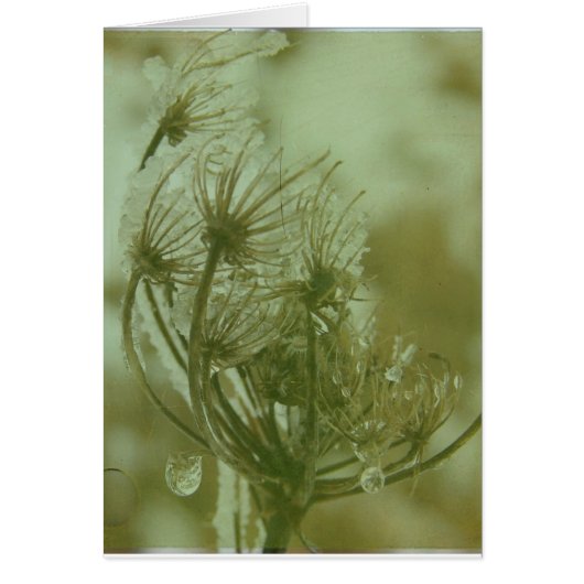 Winter Queen Anne's Lace Cards (Front)