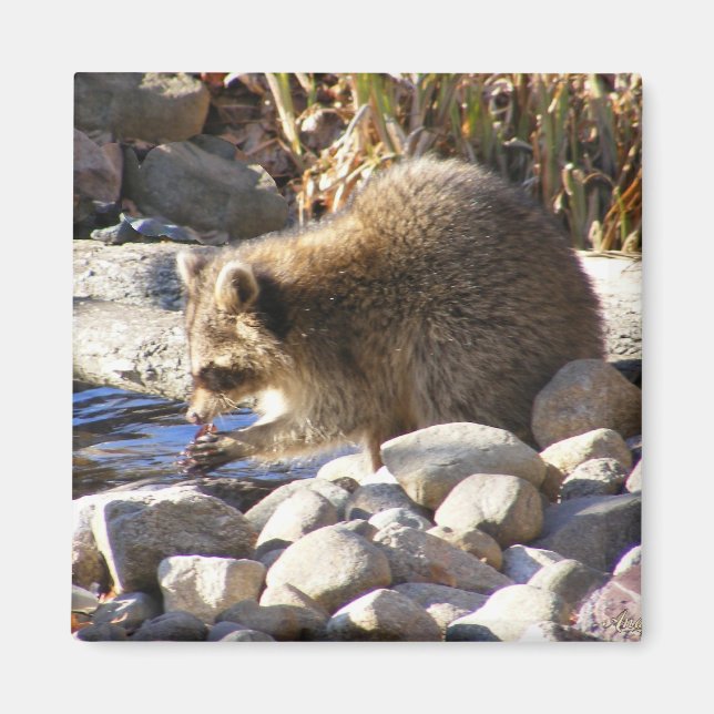 Winter Raccoon ~ magnet (Front)