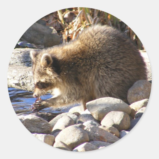 Winter Raccoon ~ sticker (Front)