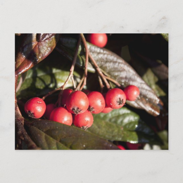 winter red berries, evergreen bush, green， 浆 果 postcard (Front)