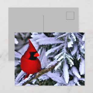 Winter Red Cardinal Postcard
