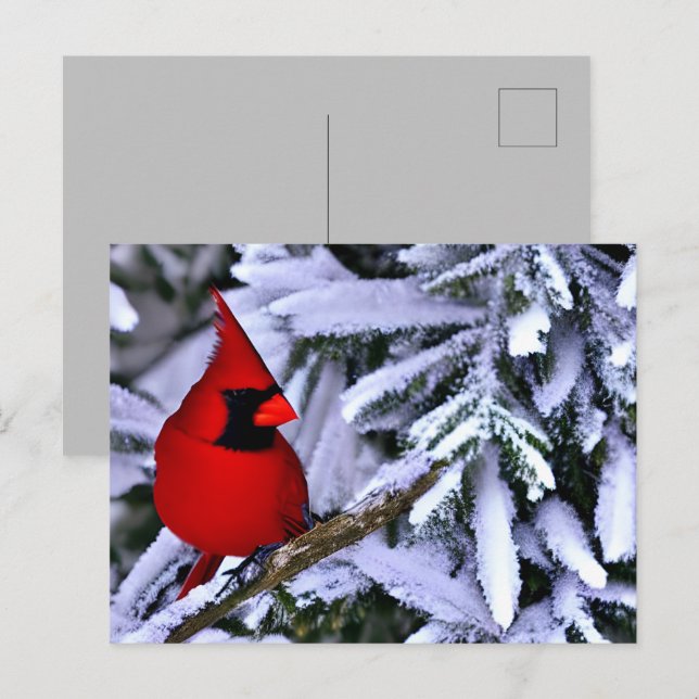 Winter Red Cardinal Postcard (Front/Back)