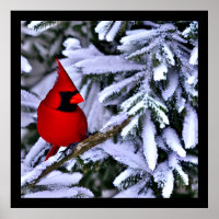 Winter Red Cardinal