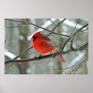Winter Red Cardinal Poster