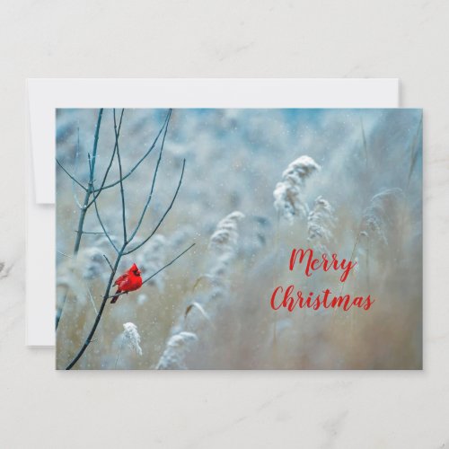 Winter Red Cardinal Snow Photo Christmas Flat Holiday Card