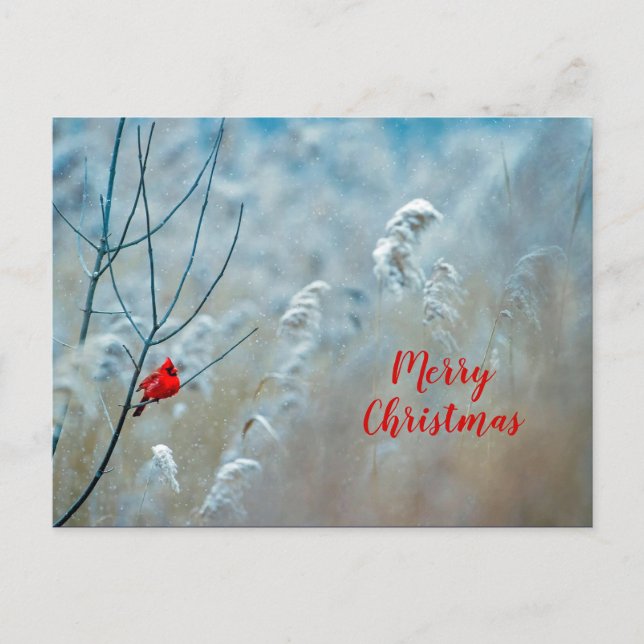 Winter Red Cardinal Snow Photo Christmas Postcard (Front)