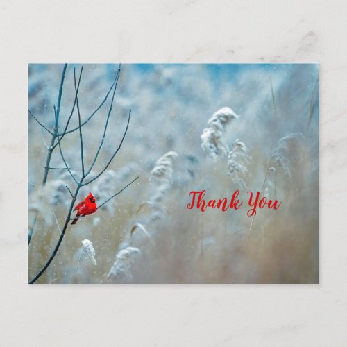 Winter Red Cardinal Snow Photo Thank You Postcard