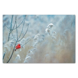 Winter Red Cardinal Snow Photo Tissue Paper