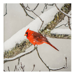 Winter Red Male Cardinal Bird  Acrylic Print