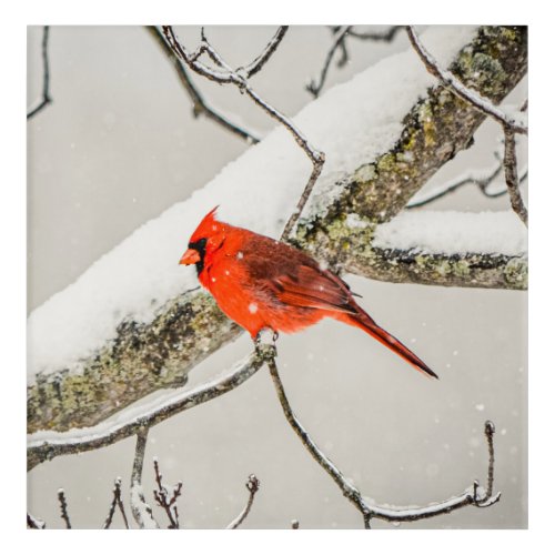 Winter Red Male Cardinal Bird  Acrylic Print