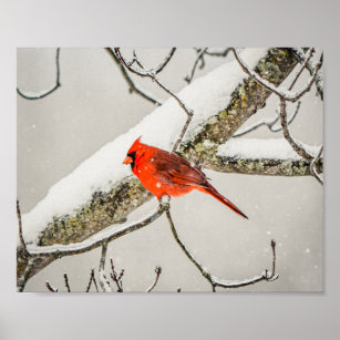 Winter Red Male Cardinal Bird Wildlife Archival Poster