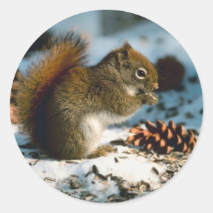 Winter Red Squirrel Holiday Cards Stickers