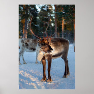 Winter Reindeer Snowing Mountain Pretty Landscape Poster