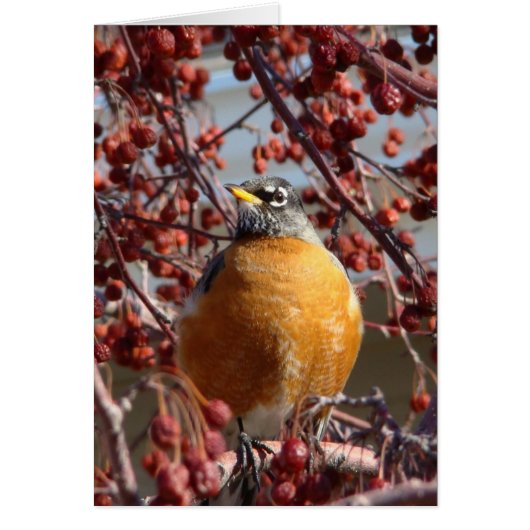 Winter Robin Cards (Front)