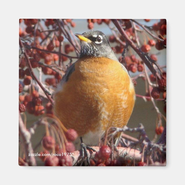 Winter Robin Magnet (Front)