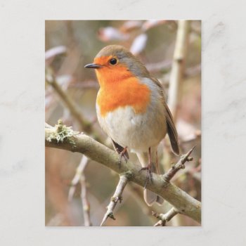 Winter Robin Redbreast Postcard by Welshpixels at Zazzle