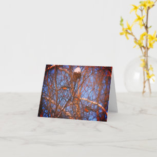 Winter Robins Wildlife Nature Note Card