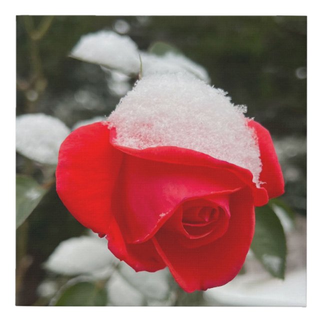 Winter Rose Faux Canvas Wall Art  (Front)