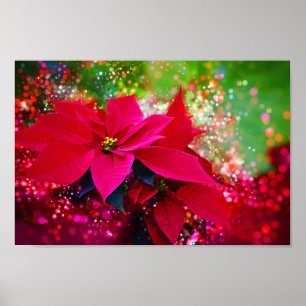 Winter rose, poinsettia / Weihnachtsstern festlich Poster