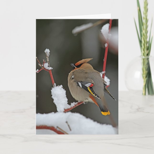 Winter Scene - Bohemian Waxwing Card (Front)