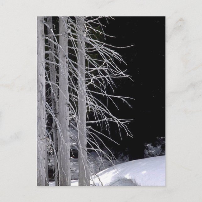 Winter Scene Postcard (Front)