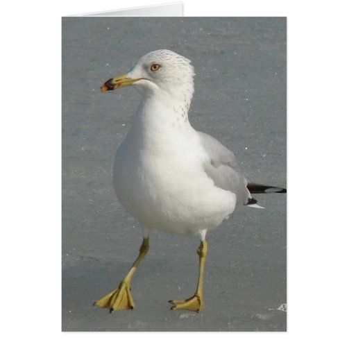 Winter Seagull