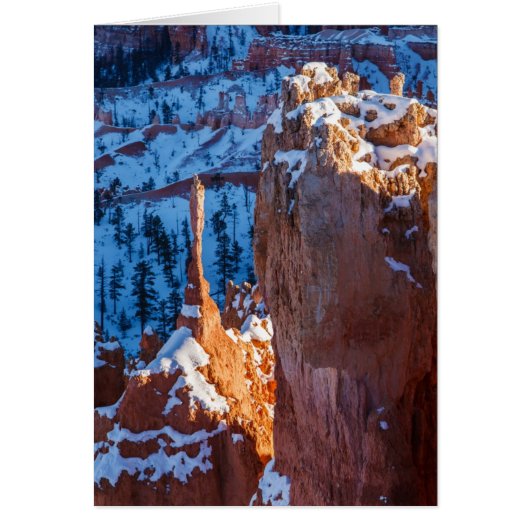 Winter Sentinel (Front)