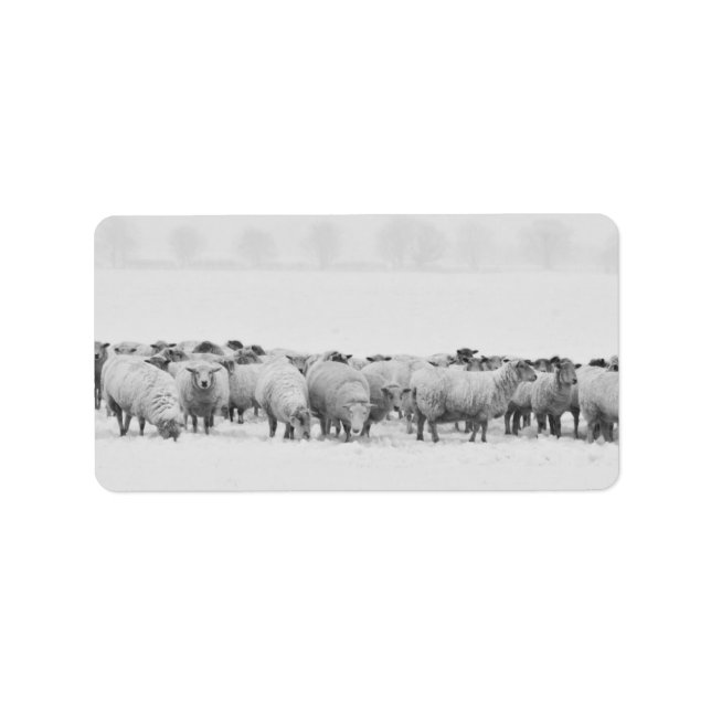 Winter sheep flock label (Front)
